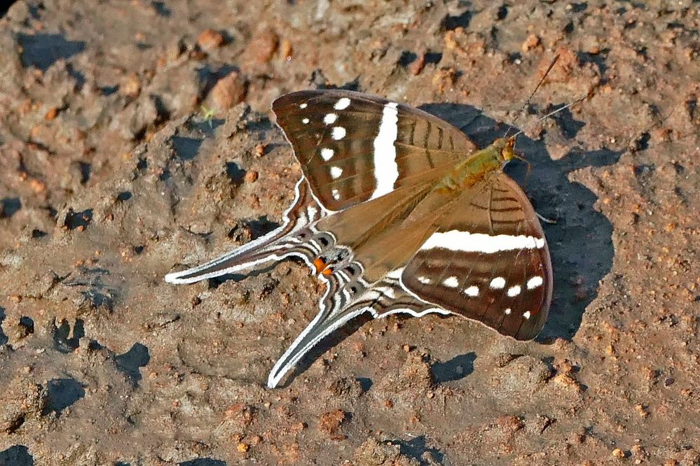 WHITE BANDED DAGGERWING,MARPESIA CRETHON,