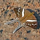 WHITE BANDED DAGGERWING,MARPESIA CRETHON,