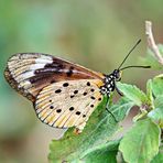 White-barred Wizard - Telchinia encedon