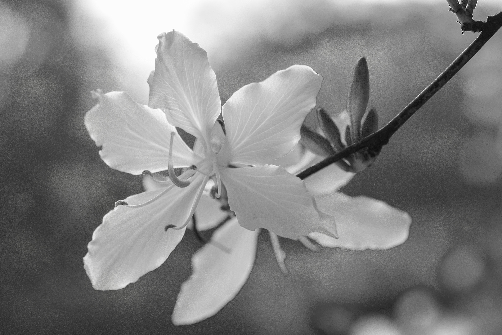 White Bauhinia