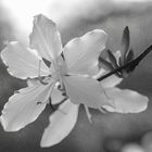 White Bauhinia