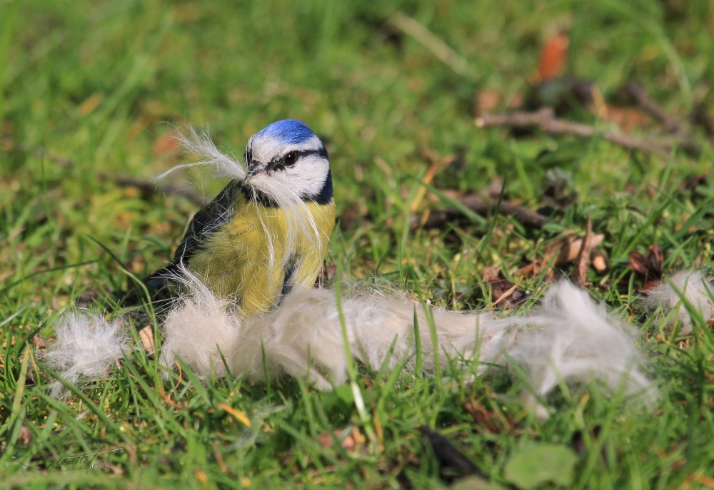 White Bearded Tit