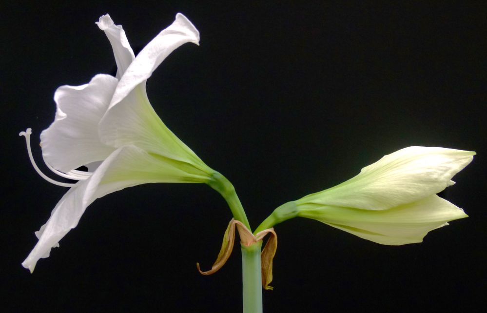 White Beauties