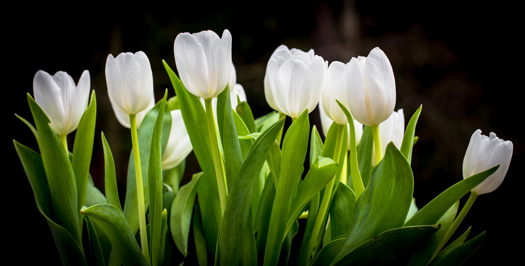 white beauties