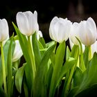 white beauties