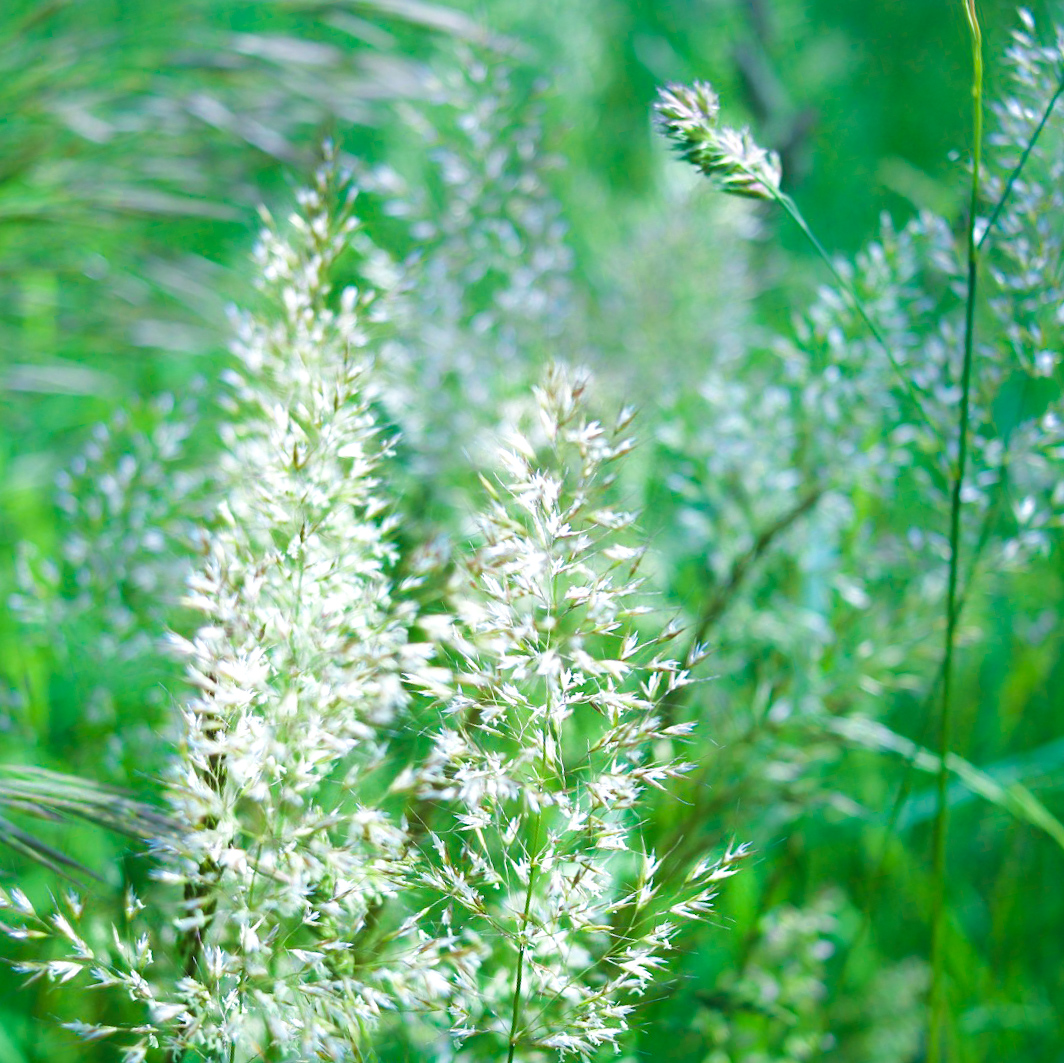 White Beauties