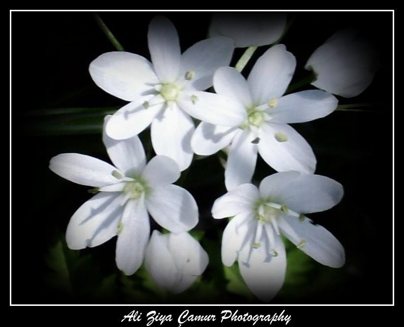 White Beauties of Nature