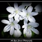 White Beauties of Nature