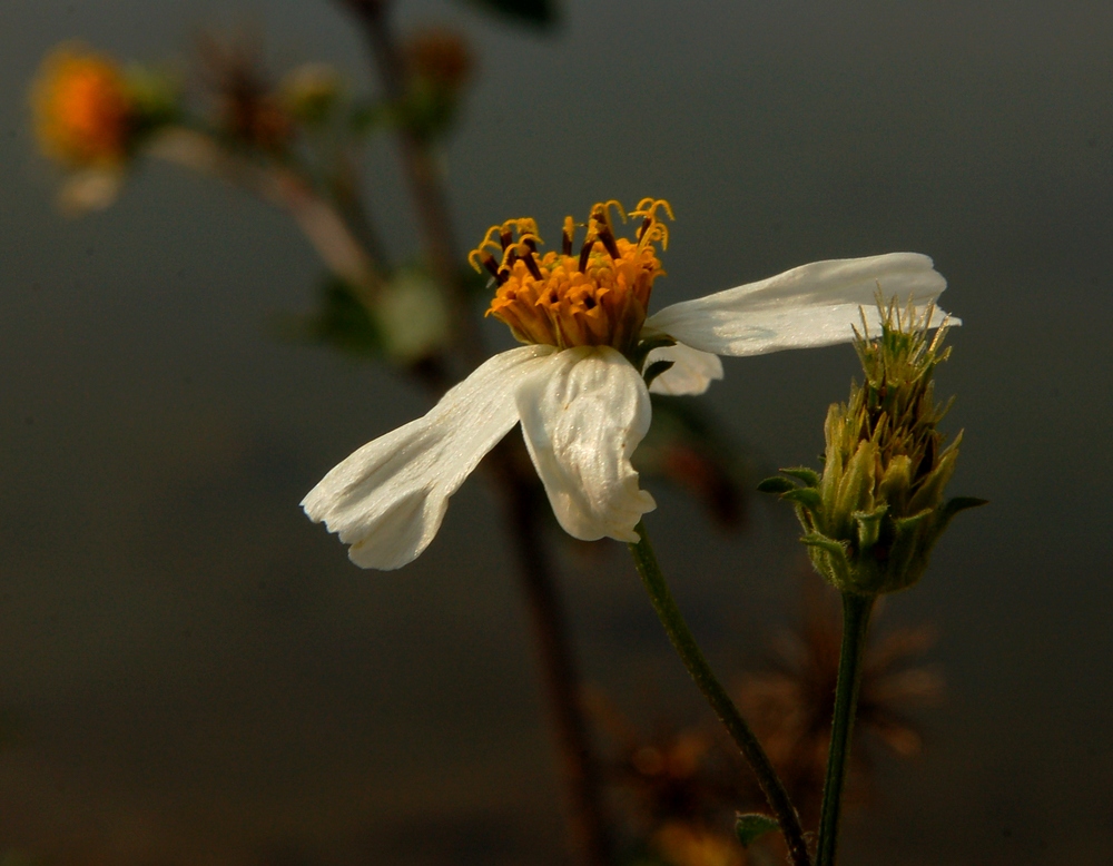 White Beauty