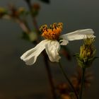 White Beauty