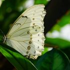 White beauty