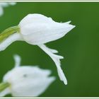 white beauty #3