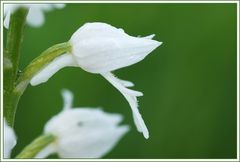 white beauty #3