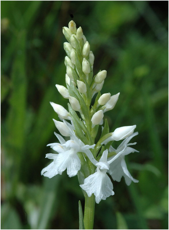 white beauty #4