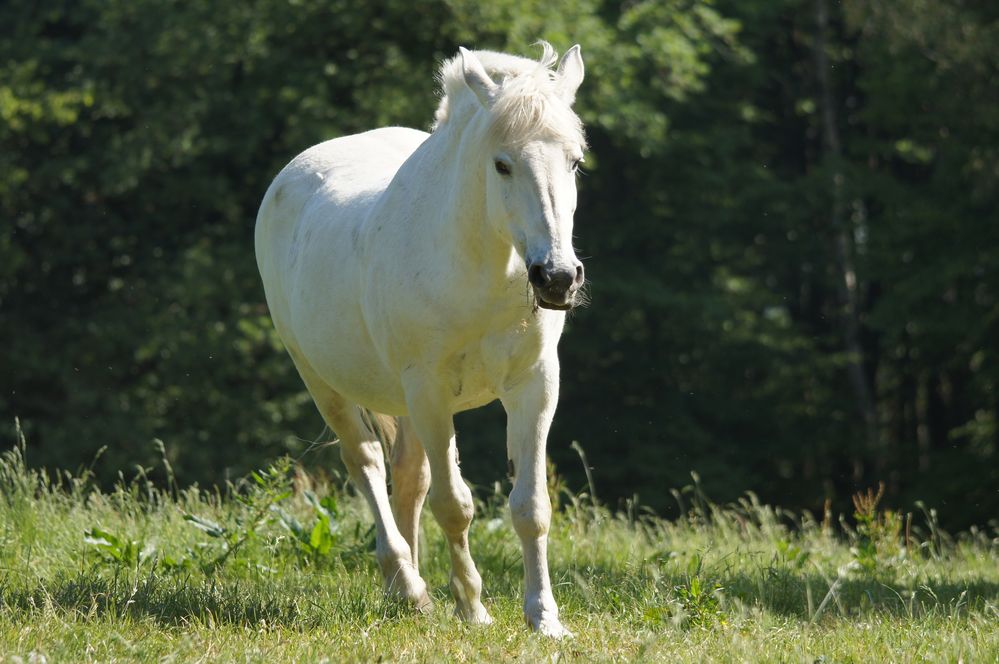 White Beauty