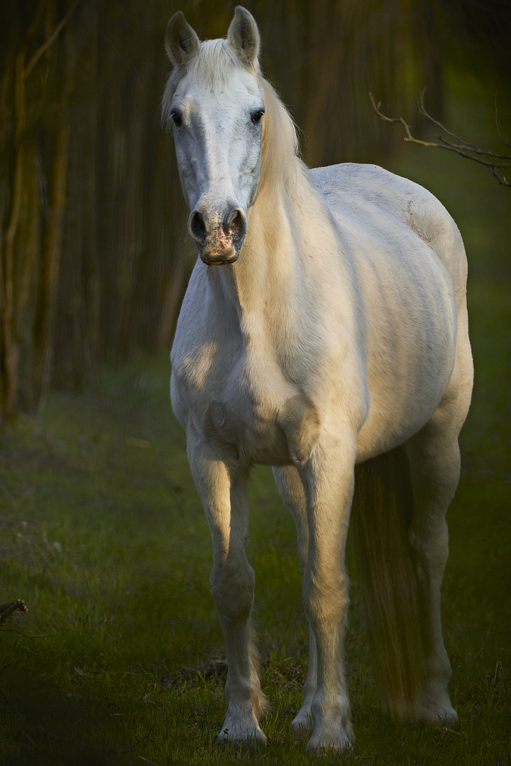 White Beauty