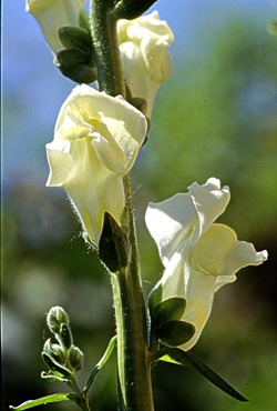 White beauty