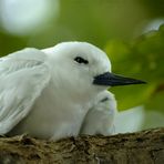 White beauty