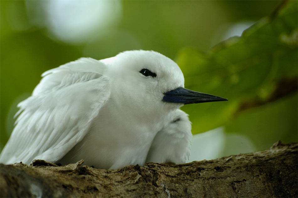 White beauty