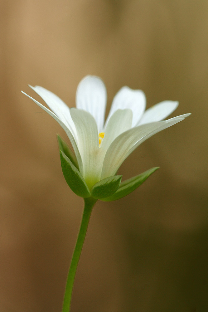 White beauty