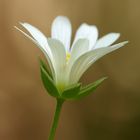 White beauty