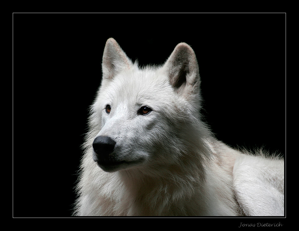 White Beauty