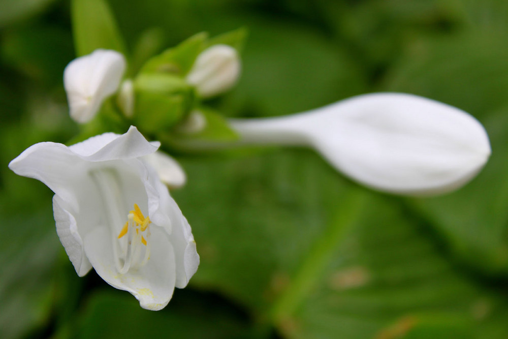 white beauty