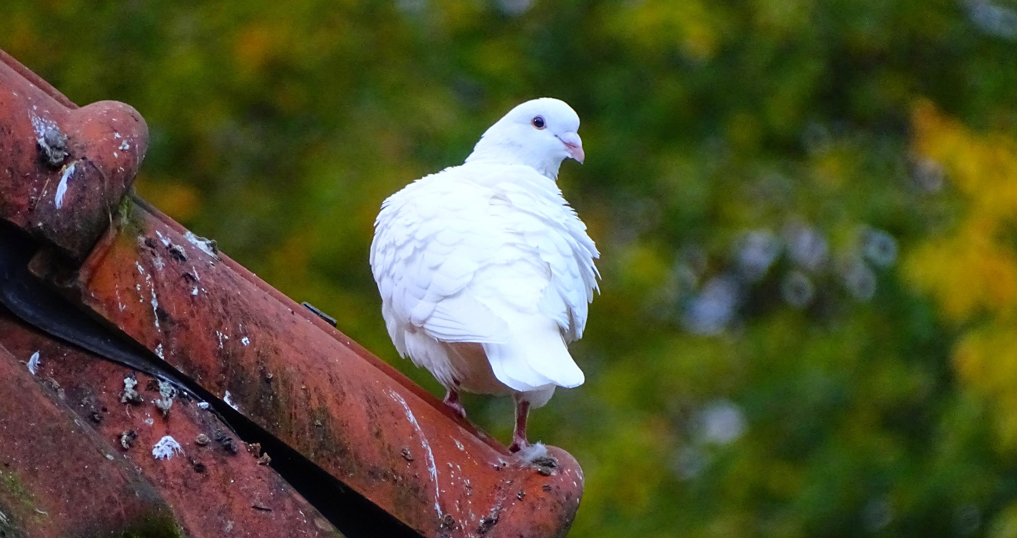 White beauty