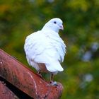 White beauty