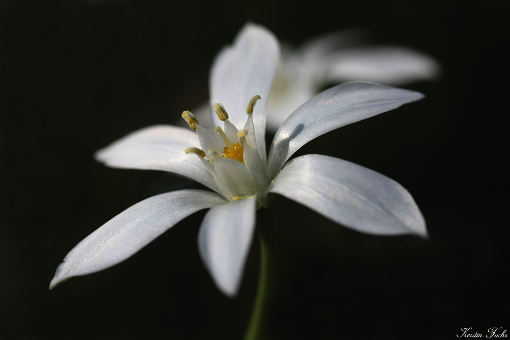 white Beauty