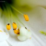 white beauty