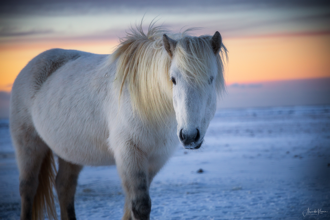 White Beauty