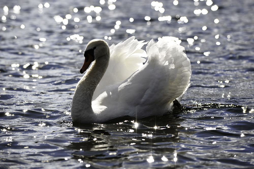 White Beauty