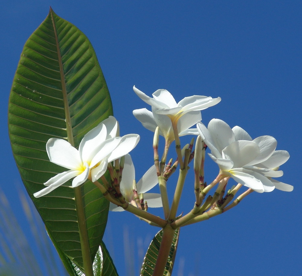 White beauty against blue sky