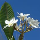 White beauty against blue sky