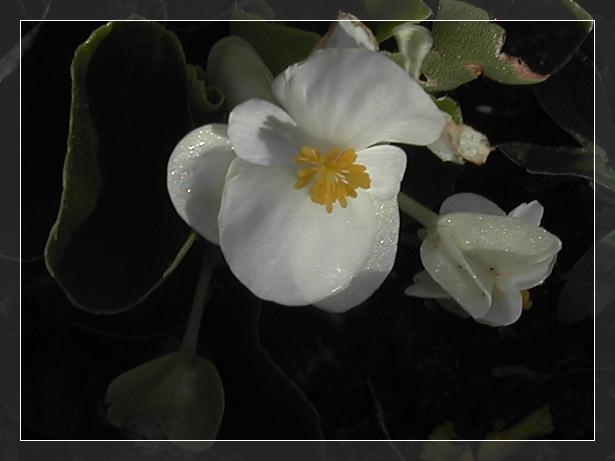 White Beauty