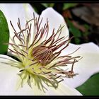 White Beauty