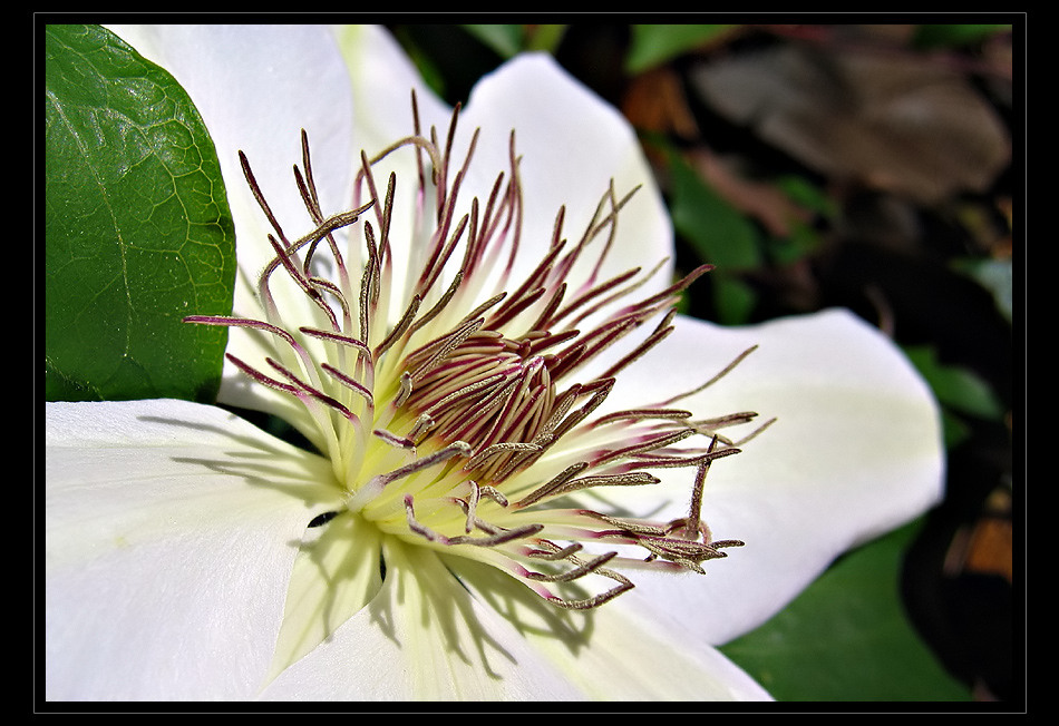 White Beauty