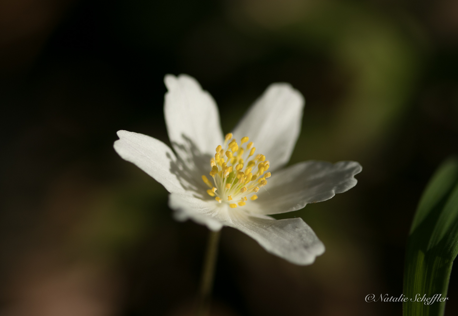 White beauty