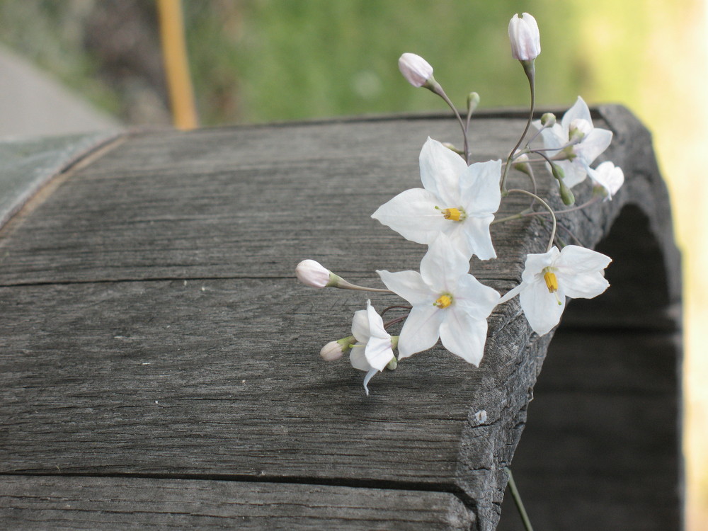 ...white beauty...