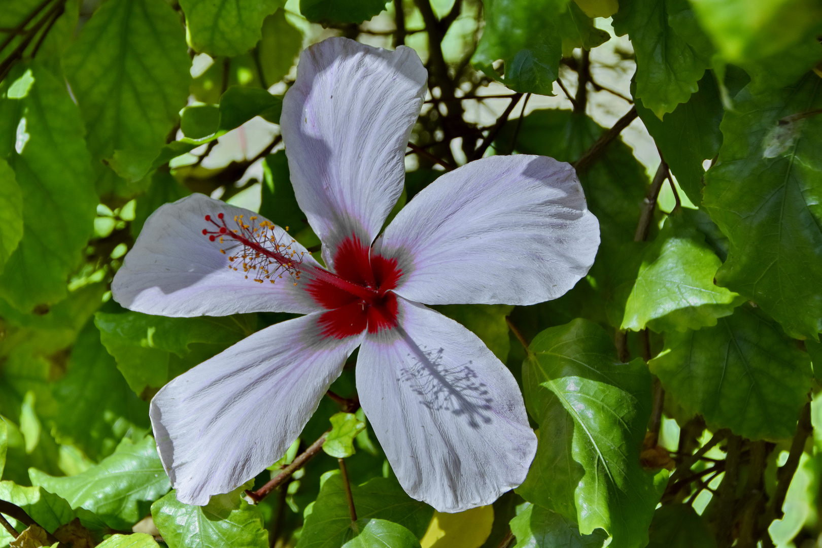 White Beauty