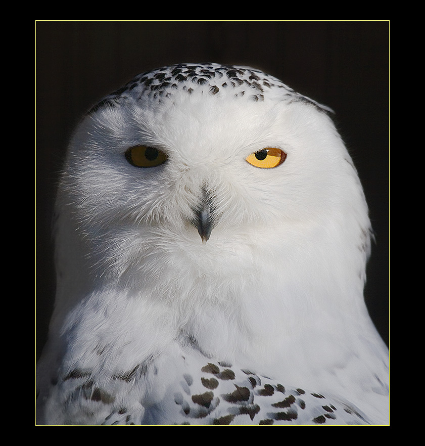 WHITE BEAUTY II