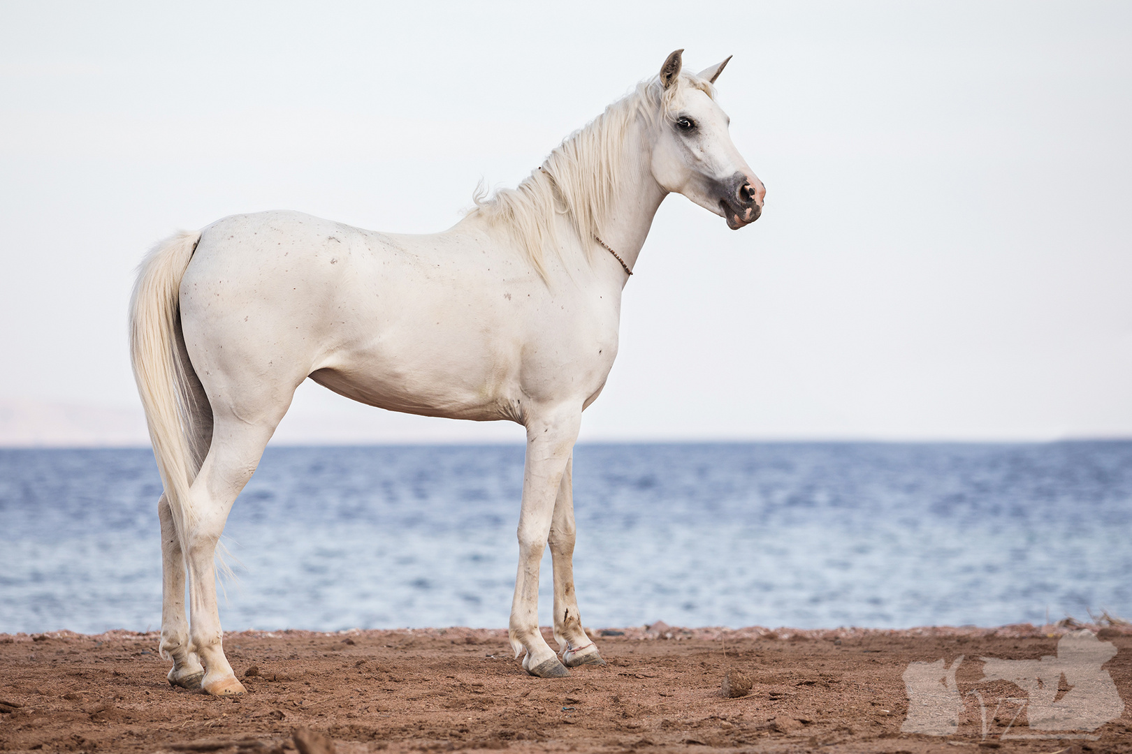 White Beauty in Egypt