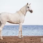 White Beauty in Egypt