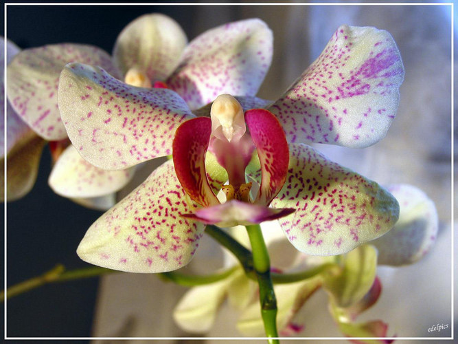 - white beauty - sog. Phalaenopsis