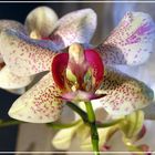 - white beauty - sog. Phalaenopsis