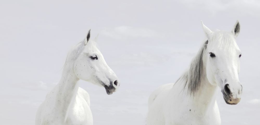 White Beautys