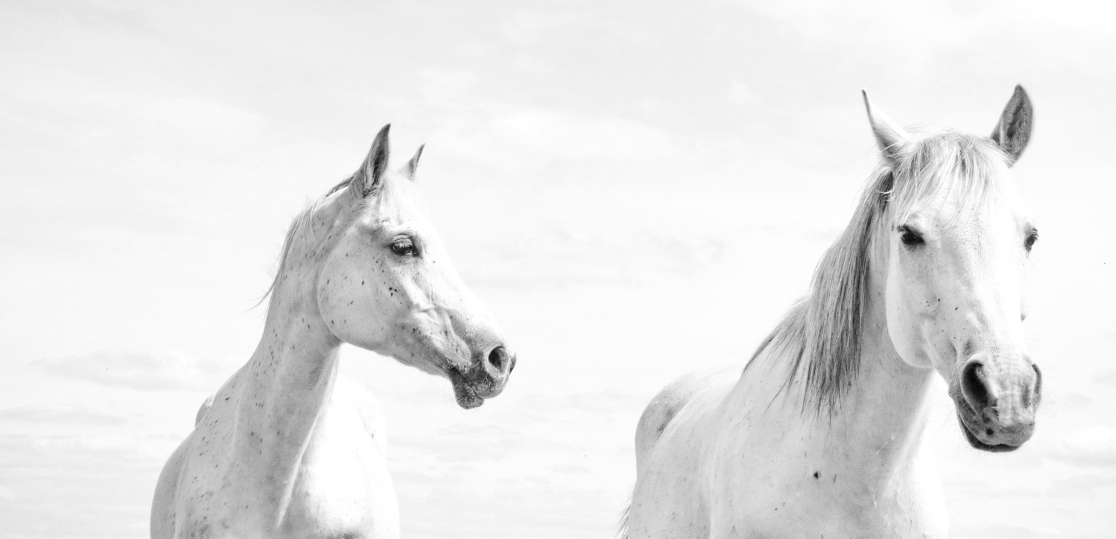 White Beautys