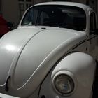 White Beetle