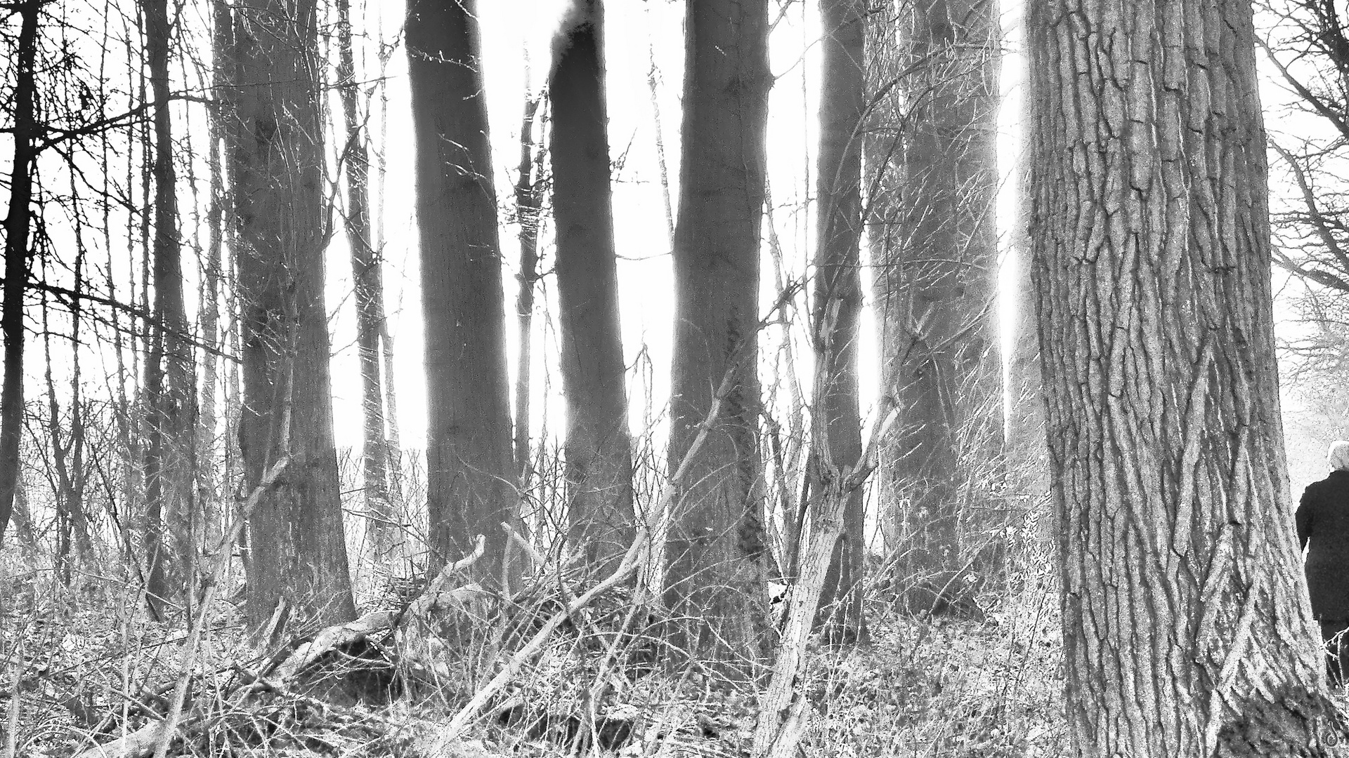 White behind Forest    ...   ___©D.3173--X2BWF2h2b